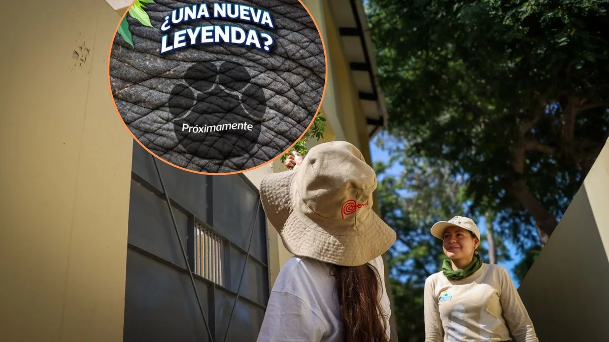 Parque de las Leyendas confirma la fecha de llegada de los dos elefantes africanos: llegarán a Lima en un avión de carga especial