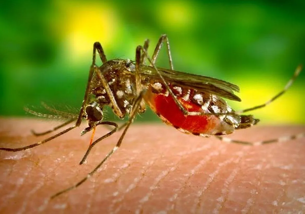 Sevilla suma dos nuevos casos de virus del Nilo, uno de ellos grave