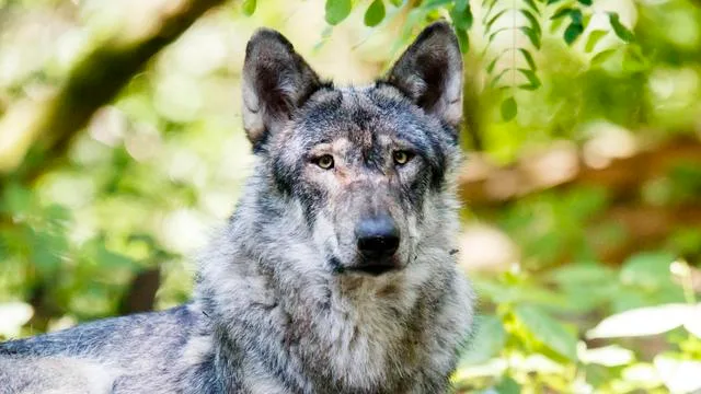 Wolfsangriffe: Seit 2015 fünfmal so viele Tiere von Wölfen angegriffen
