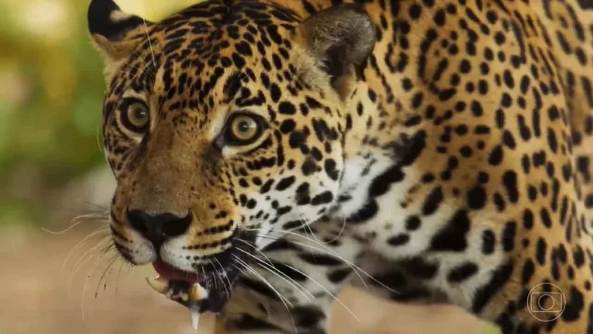 Onça que "atuou" em Pantanal está prenha e deve ter filhotes em 20 dias