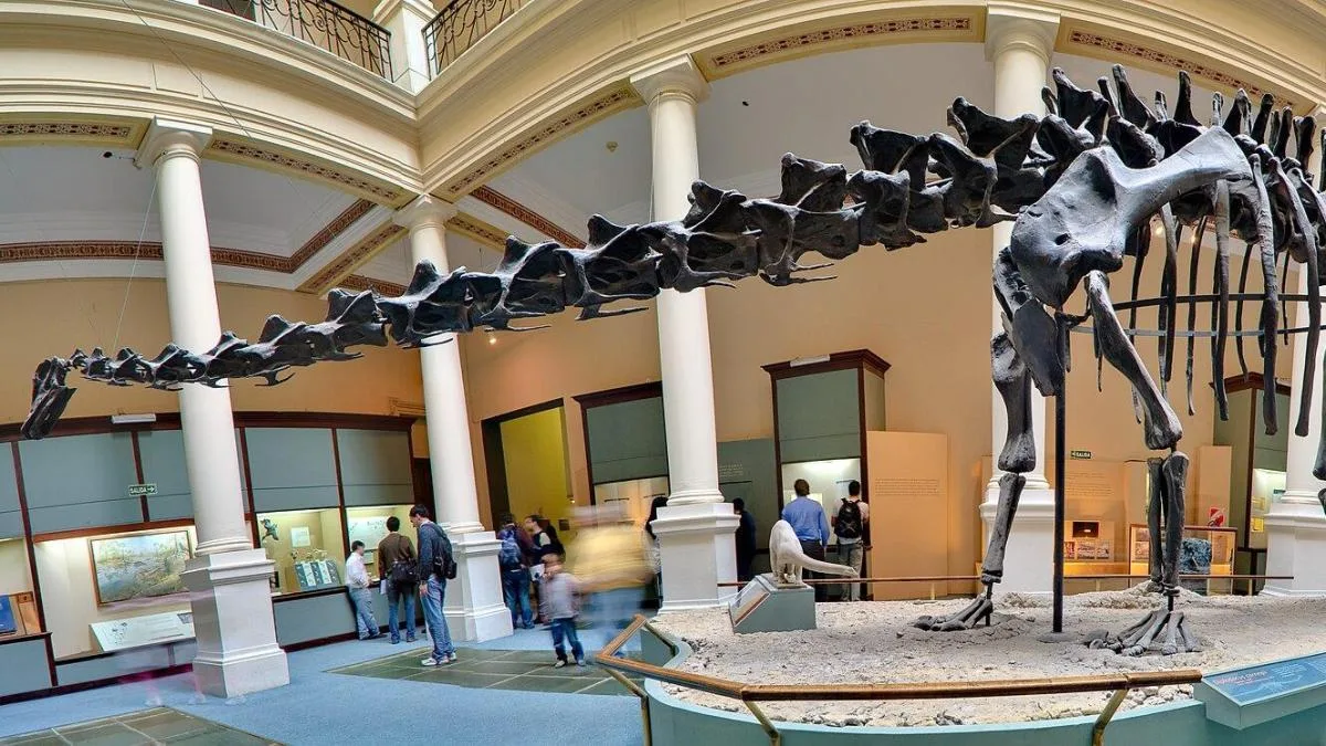 Hallado en Teruel el primer fósil de Diplodocus fuera de Norteamérica