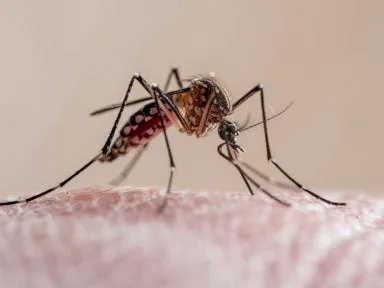 What to know about dengue fever as Florida reports 1st death and cases rise