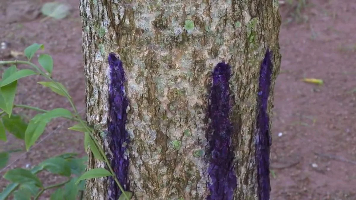 Árvores envenenadas com ‘frutas tóxicas’ começam a ser retiradas de parque comunitário em Florianópolis