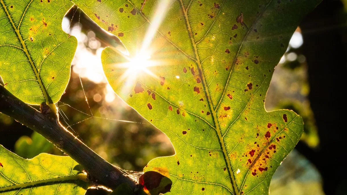 Wetter: Sonnige Tage im Norden – Donnerstag Gewitter möglich