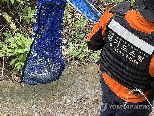 광교 도심 출몰 나일왕도마뱀 수색 11일 만에 뜰채로 포획(종합)