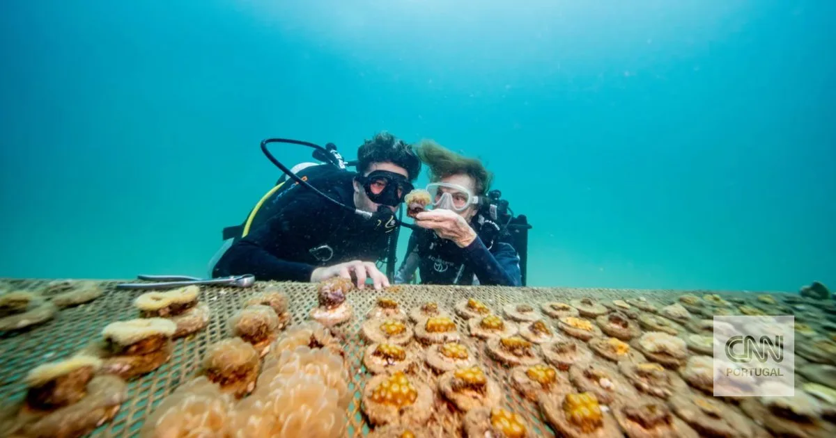 Cinco formas de salvar os oceanos, segundo grandes especialistas em conservação