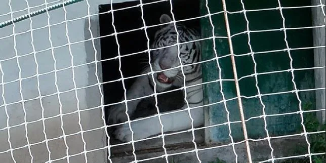 Au Mexique, 135 animaux dont des lions, des tigres et des bisons découverts lors d’une perquisition chez des trafiquants de carburant