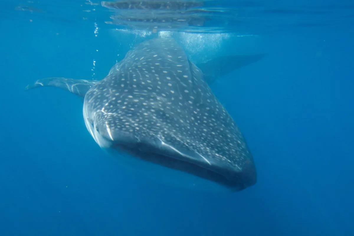 Tiburón ballena: 7 datos sorprendentes sobre el pez más grande del mundo y su lucha por sobrevivir