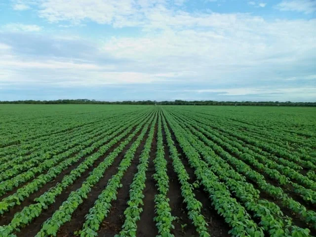 Soja Brasil convida produtores a votarem sobre prioridades para a próxima safra