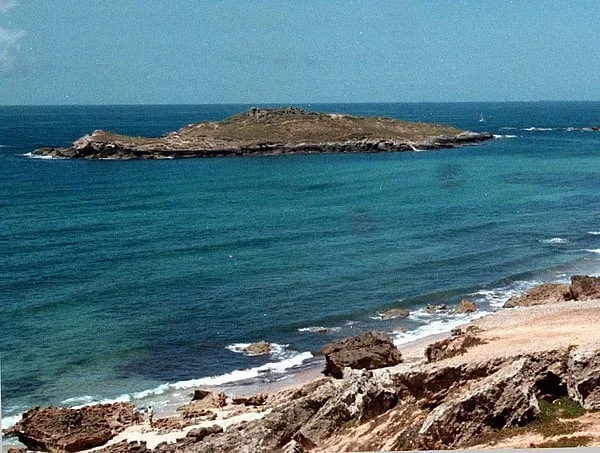 Alga invasora alastra na costa de Sines e ameaça biodiversidade