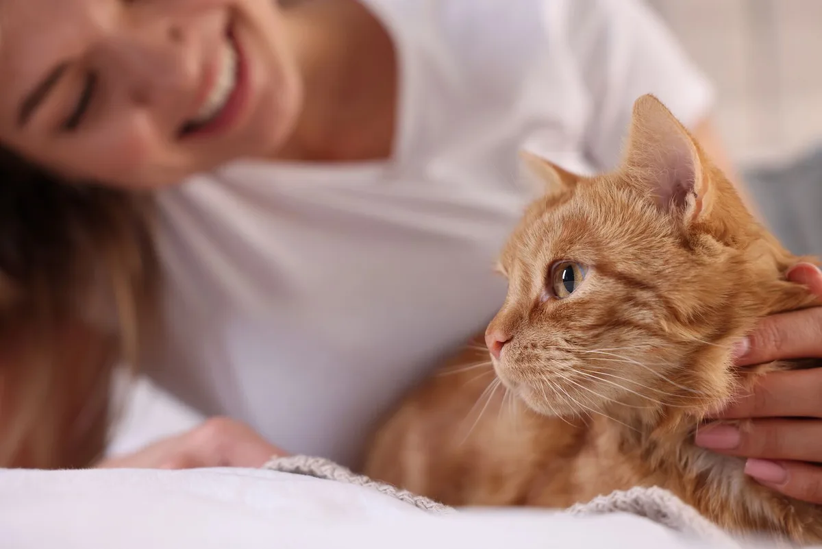 O seu gato tem uma segunda família? A guerra dos “sedutores” de felinos