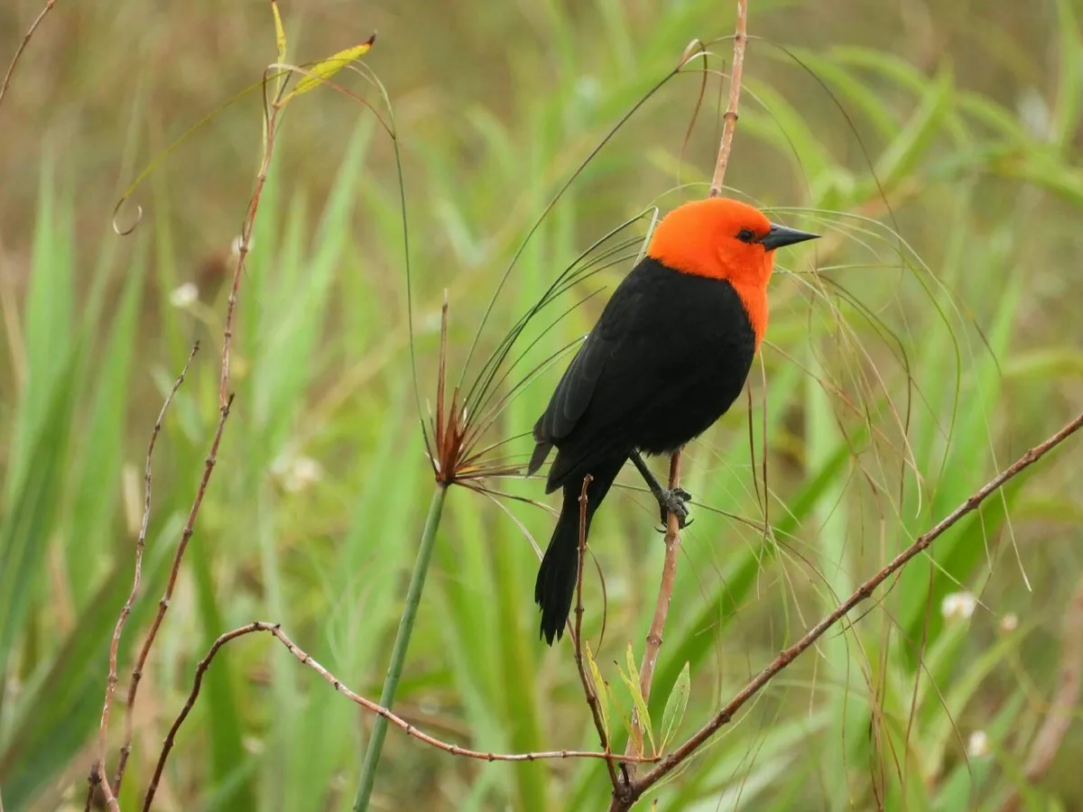 Parque de MS fica em 2º no País em número de espécies de aves registradas