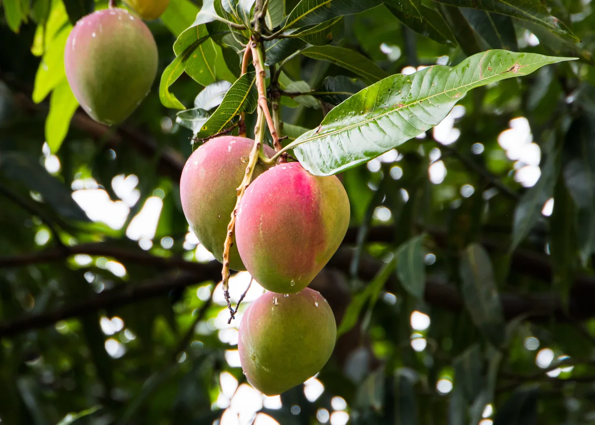 Comienza la temporada del mango español, con la Axarquía malagueña como epicentro: 6.150 hectáreas de cultivo y un consumo que sigue creciendo
