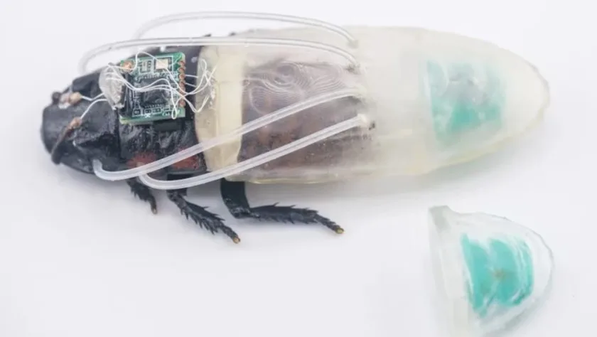 Cucarachas ciborg ya respiran bajo el agua por tres horas con tecnología 3D