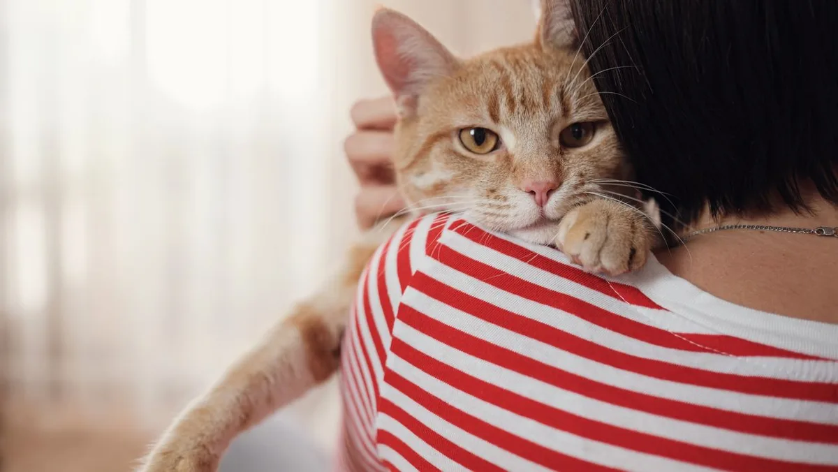 Los veterinarios avisan: los gatos aprenden a manipular a los dueños que no saben poner límites en sus relaciones