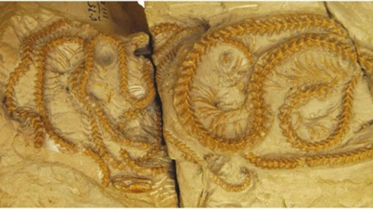 Scientists discovered four snakes curled together in a burrow for 38 million years