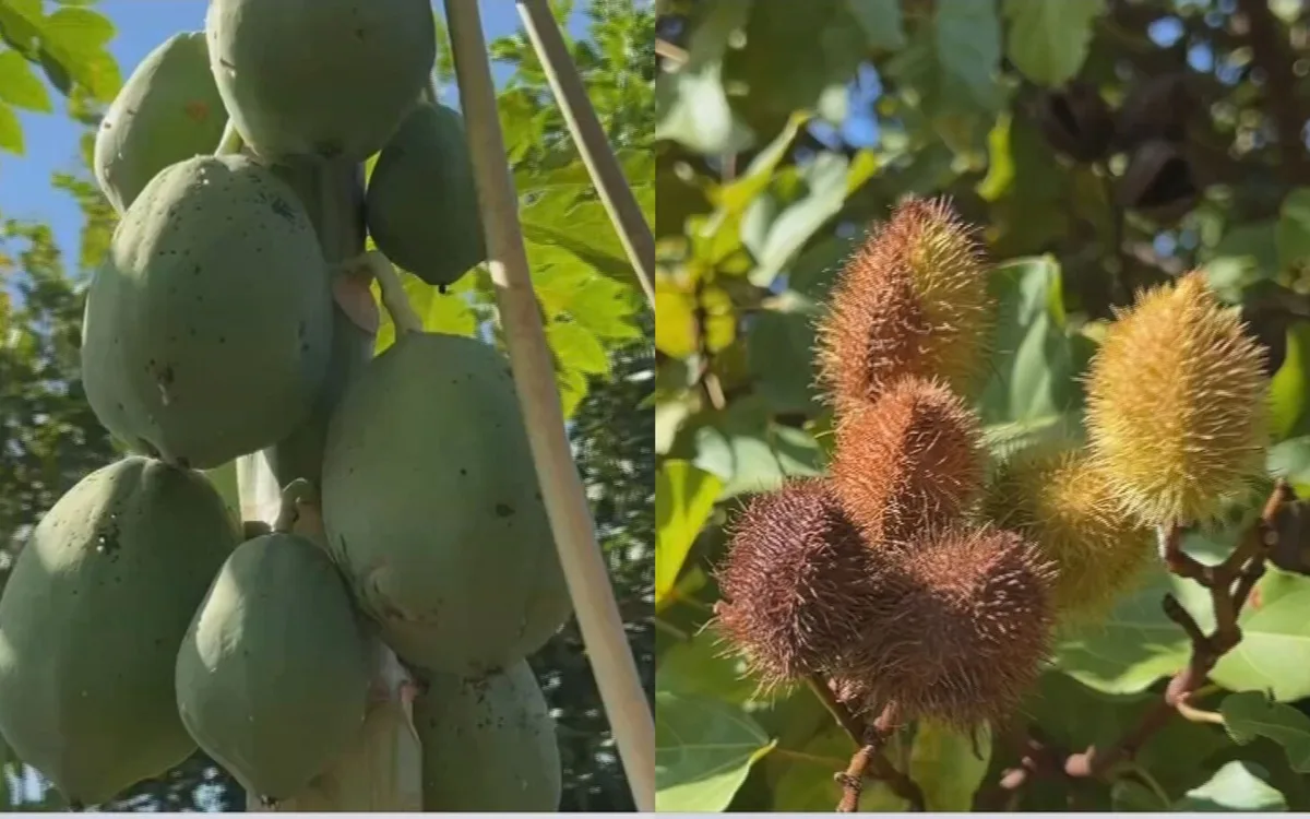 Dia da Árvore: morador cria pomar comunitário com mais de 30 espécies de árvores frutíferas