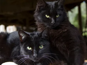 ¿Por qué asocian a los gatos negros con mala suerte?