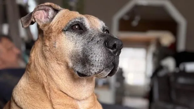 'She's our hero': Dog honoured after protecting Ontario family from black bear last fall
