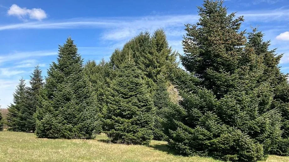 Changement climatique : où habiter en 2050 ? Le Morvan parmi les lieux retenus par des chercheurs