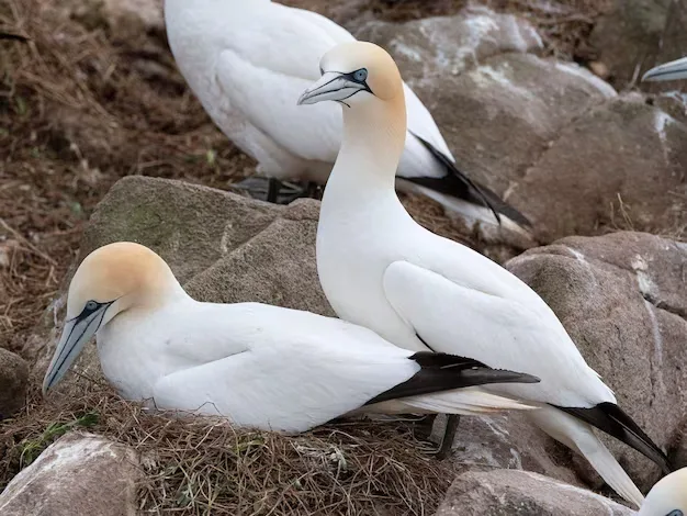 Pássaro do Atlântico Norte tem estrutura corporal que permite mergulho no mar a 86 km/h sem quebrar o pescoço