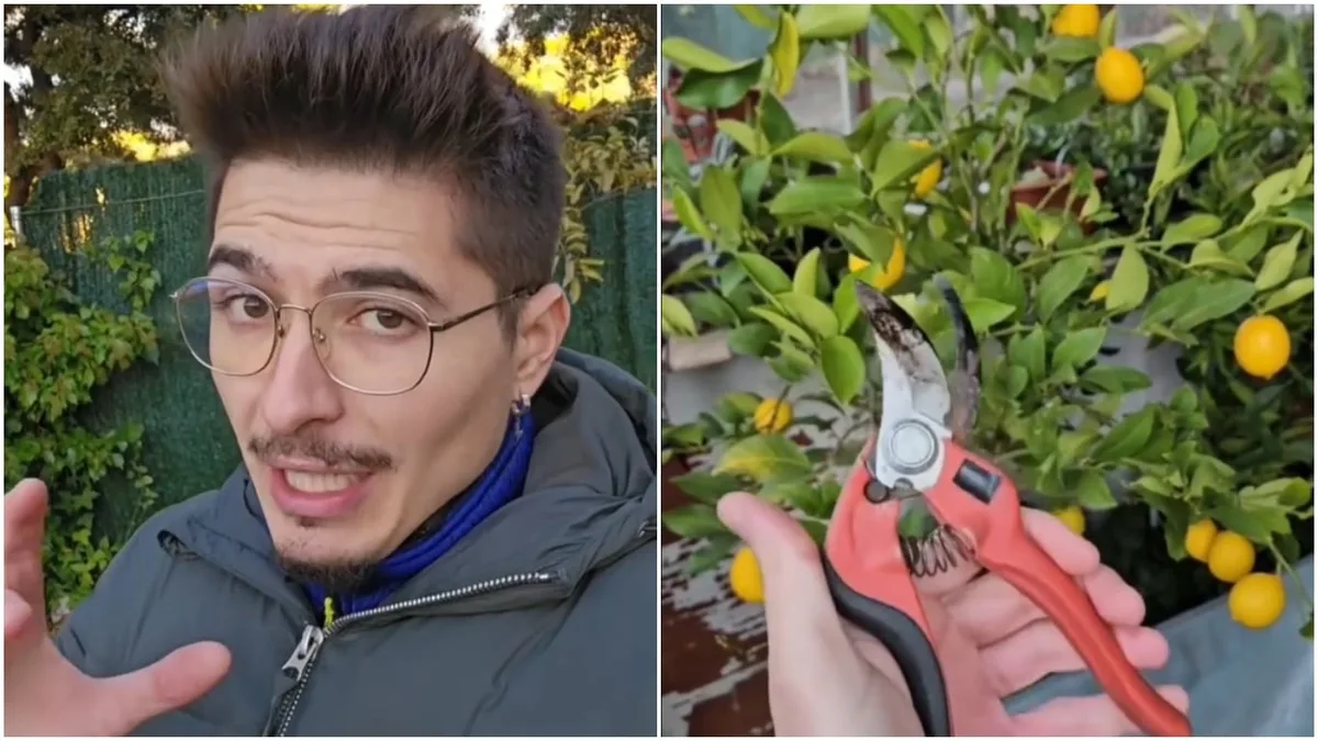 Lo dice un jardinero: “Un limonero explota de frutas cuando crece hacia afuera y para eso hay que podarlo así en primavera”