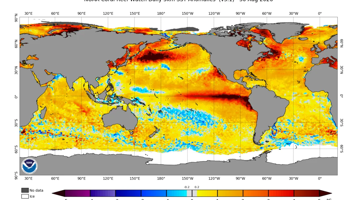 El Niño is now stronger than at any point in the last 1,000 years, study finds
