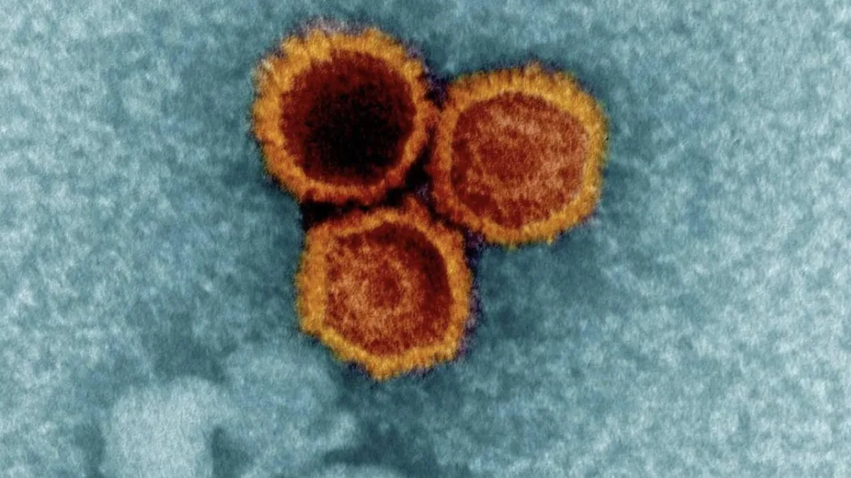 EEUU asegura haber creado anticuerpos contra el virus que infecta al 95% de los adultos en el mundo