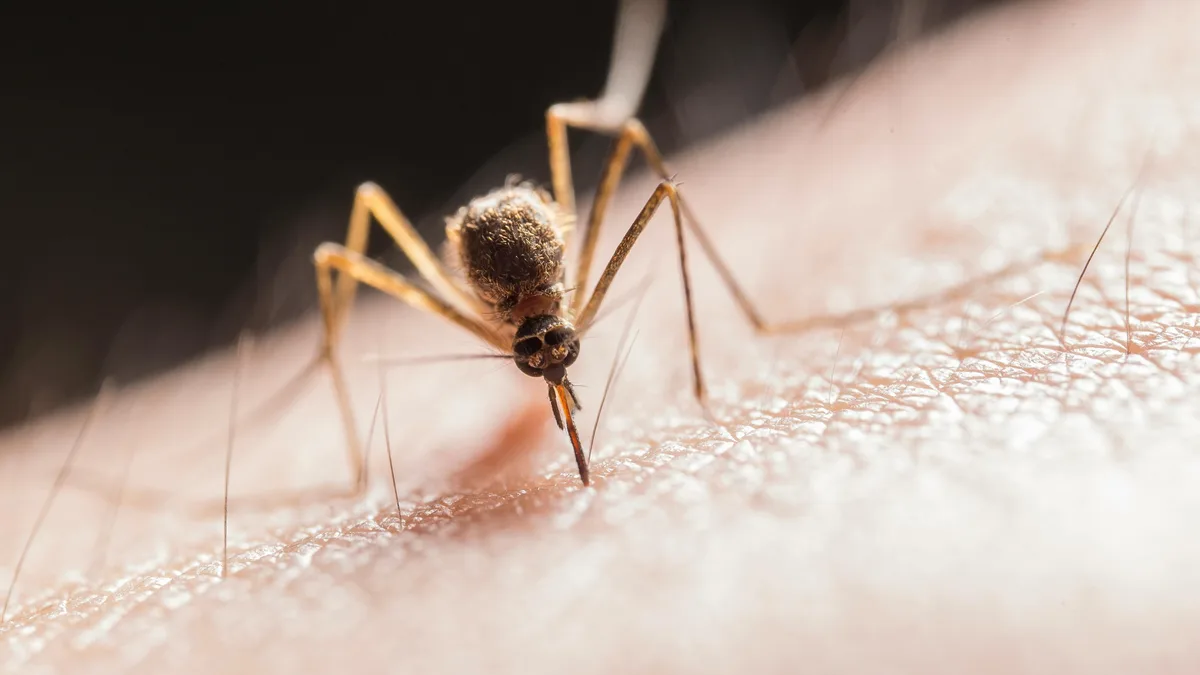 El condado de Los Ángeles confirmó la primera muerte de 2026 por el virus del Nilo Occidental