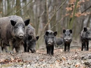 Des animaux jouent les visiteurs nocturnes sur les terrains d’entraînement du FC Lorient