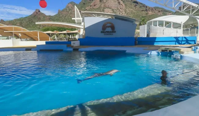Muere delfín en cautiverio en Sonora por traumatismo, Profepa investiga si golpe fue por caída de infraestructura