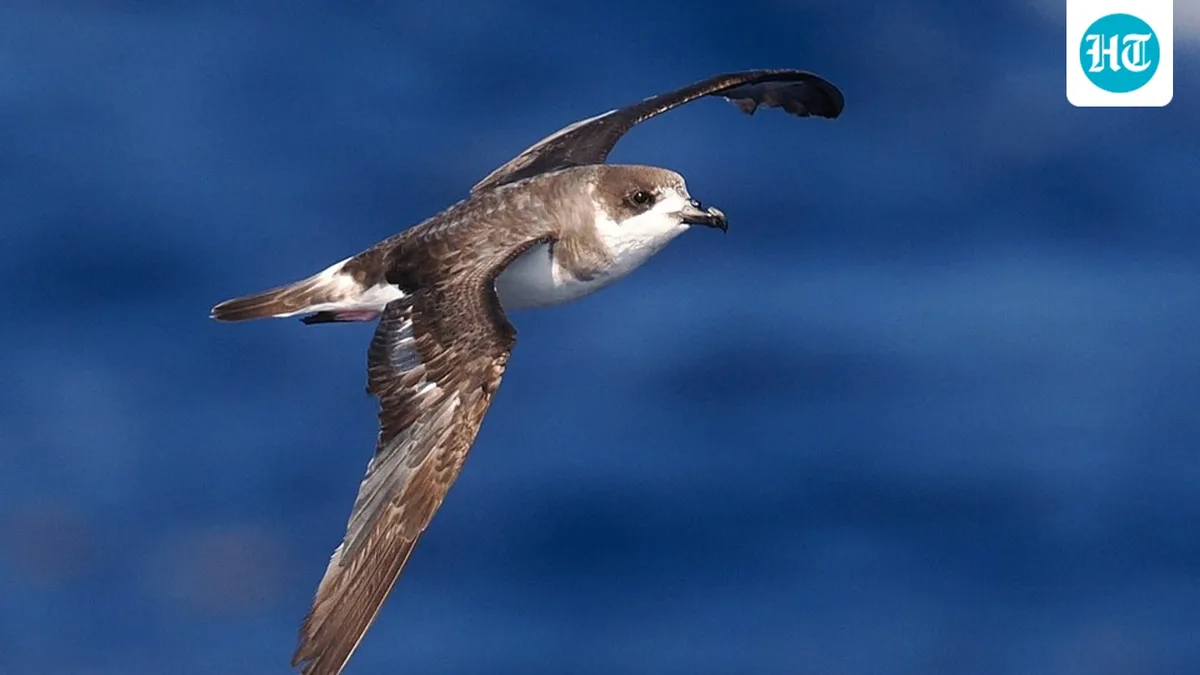 In the 1600s, animals brought by settlers left Bermuda’s cahow almost extinct; rediscovered in 1951 with only 18 pairs, it now has 165 breeding pairs