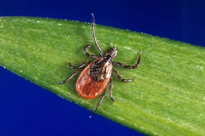 Pharmacy treatments for Lyme disease cut N.S. emergency visits in half: study