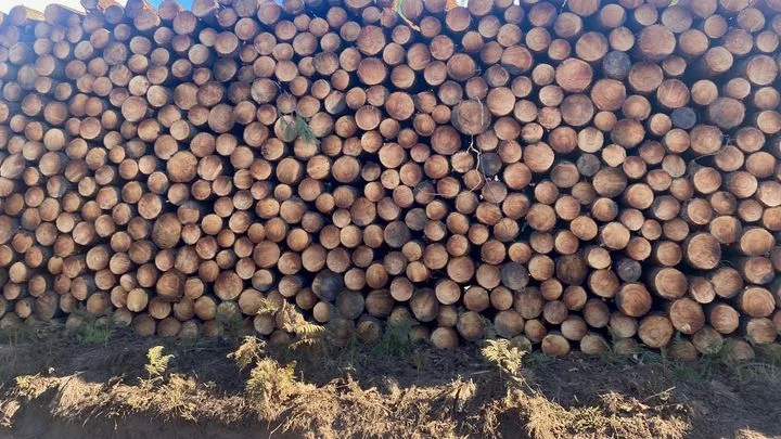 En Gironde, des tonnes de bois brûlé à évacuer