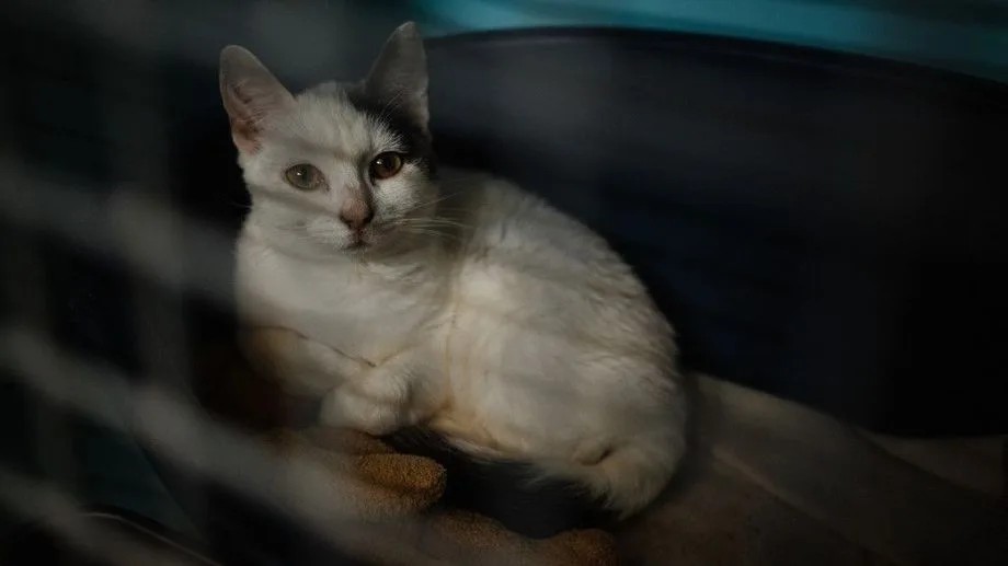 Abandons : 391.000 animaux pris en charge en 2025, dont 72% de chats, selon une étude de la SPA