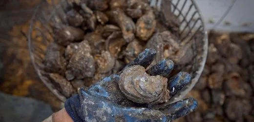 Austerndiebe in Australien: Muscheln im Wert von mehr als 200.000 Euro gestohlen