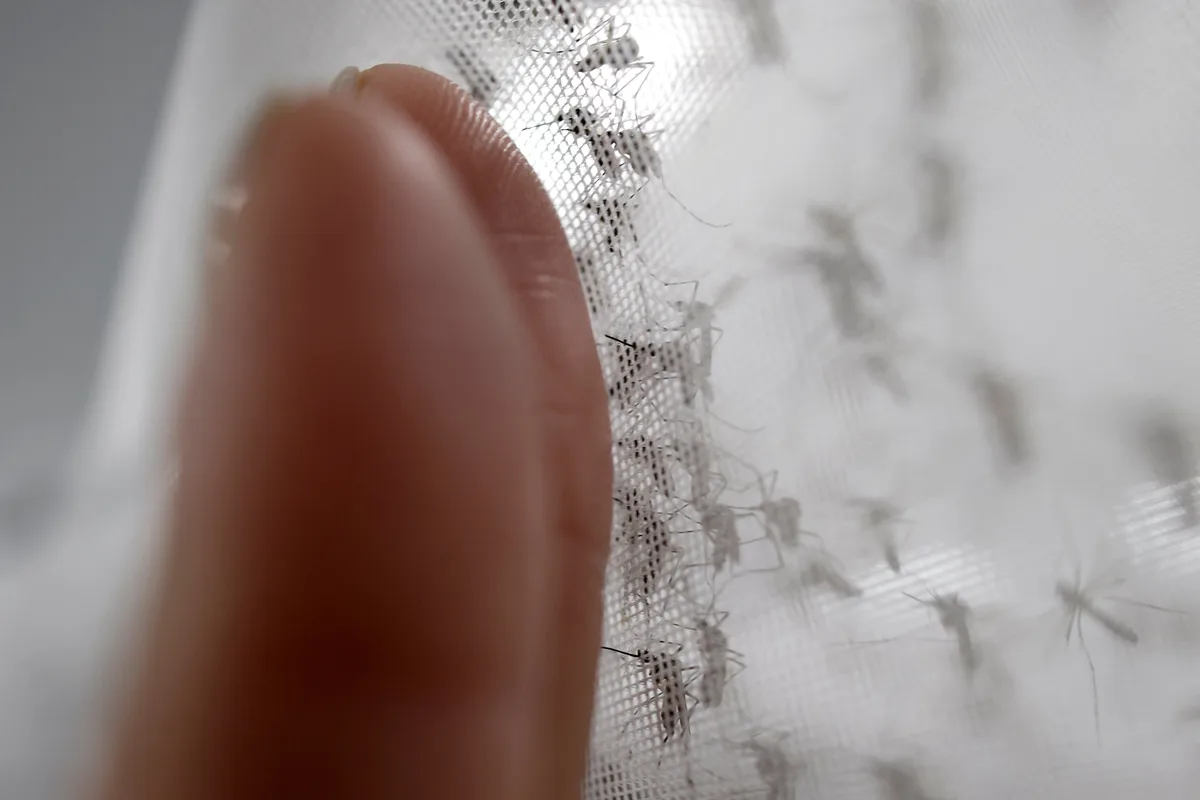 El Salvador atendió aproximadamente mil casos de dengue en el último mes y mantiene tendencia al alza