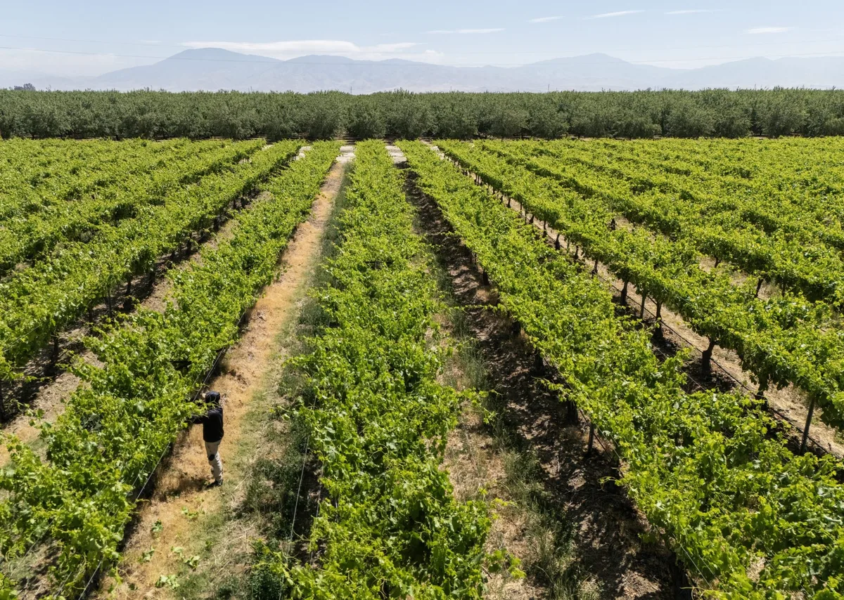 Extreme weather has cost California farmers over $800 million this year