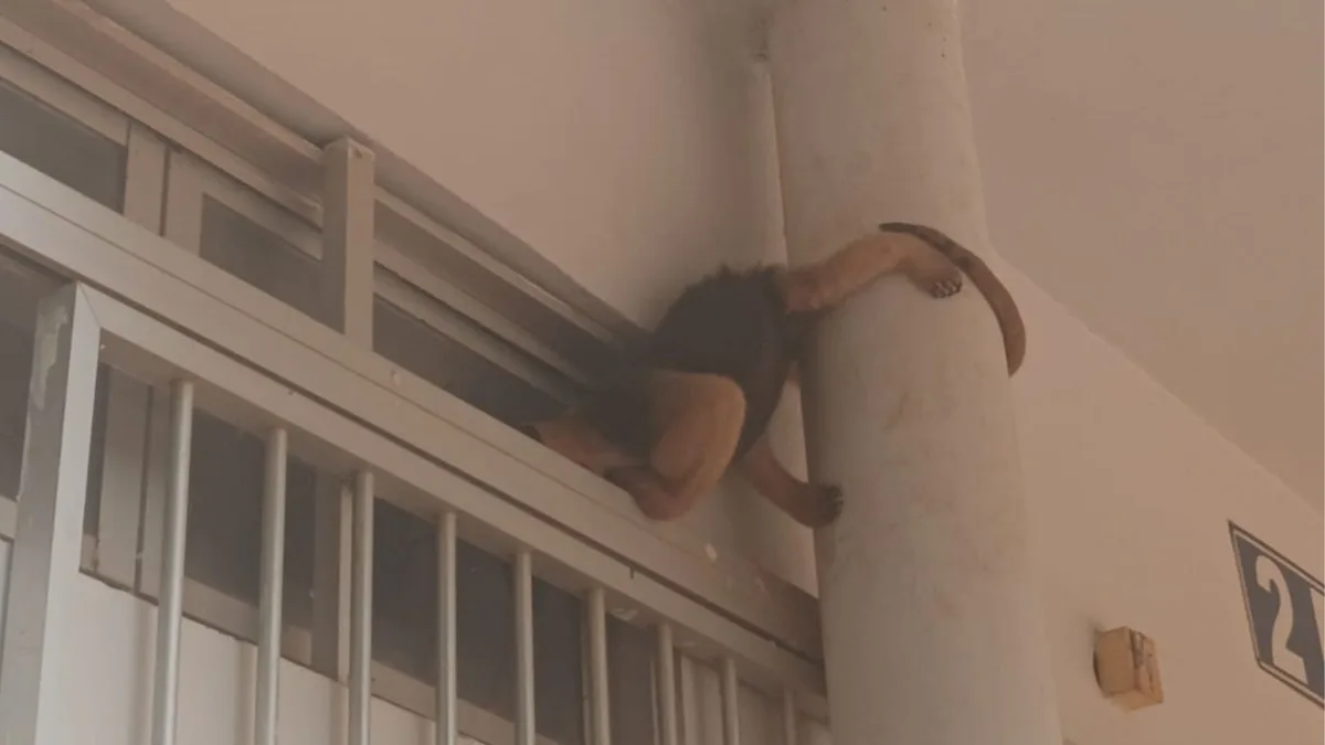 VÍDEO: Tamanduá é resgatado após subir em pilastra de universidade em RO