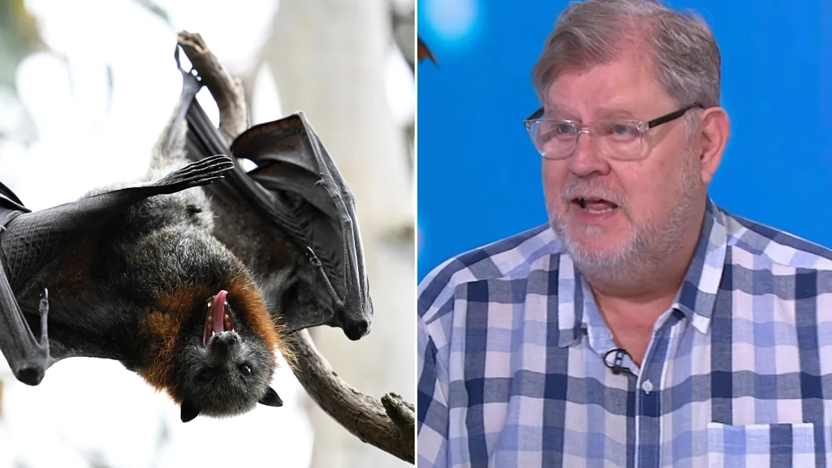 ‘Essentially rabies’: Virus warning after 43 people bitten, scratched by bats in just two weeks