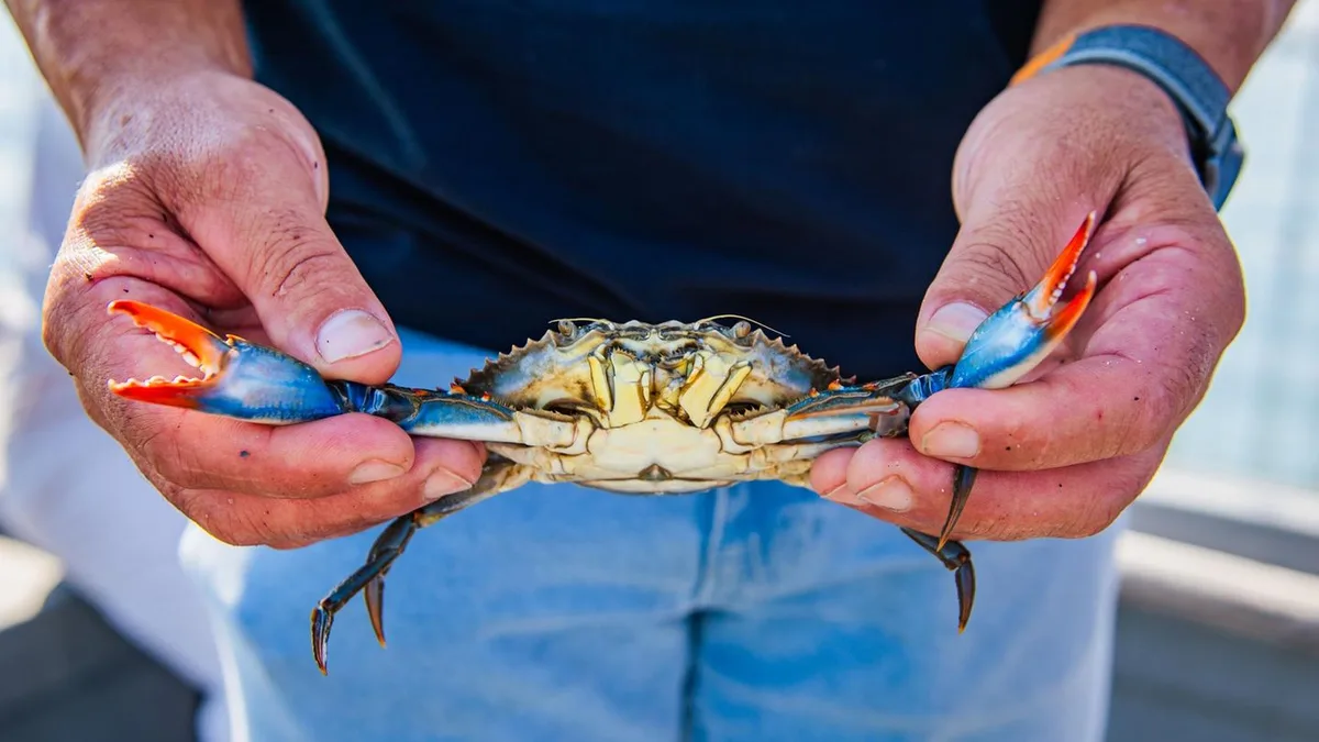 Mittelmeer-Invasion: Wie eine Armee aus 500.000 Oktopussen die invasive Blaukrabbe stoppen soll