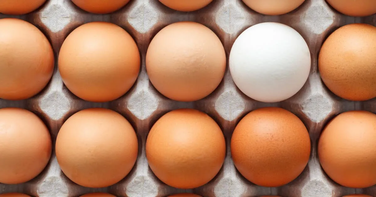 Consommation. Œufs contaminés à la salmonelle : plus de 300 malades en Belgique, le rappel concerne aussi la France