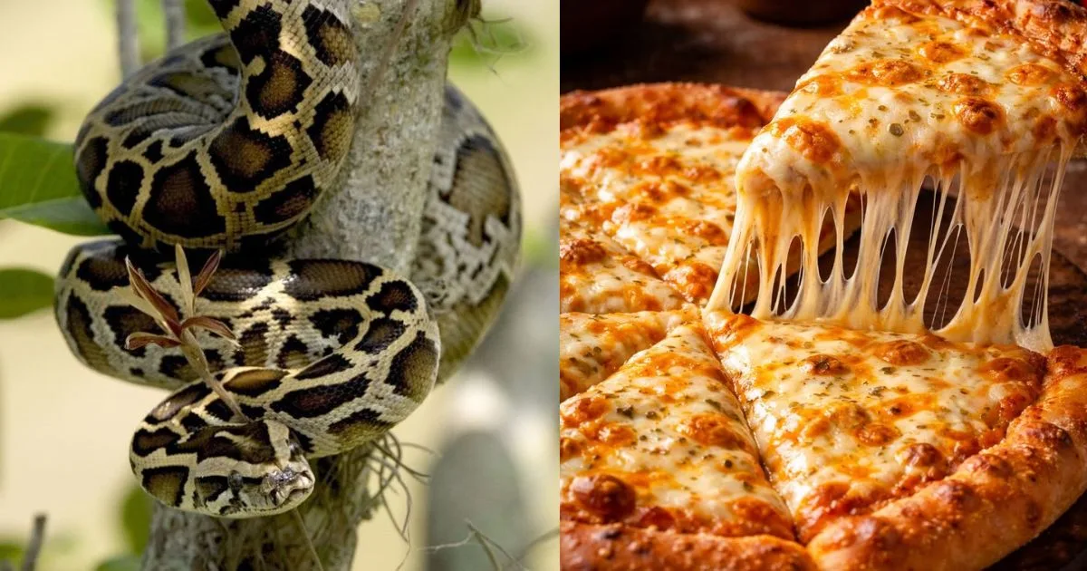 Aqueles que acharem uma píton podem trocá-la por uma pizza grande em promoção criada por dono de pizzaria que serve a carne do réptil e usa a campanha para conter a invasão na fauna local