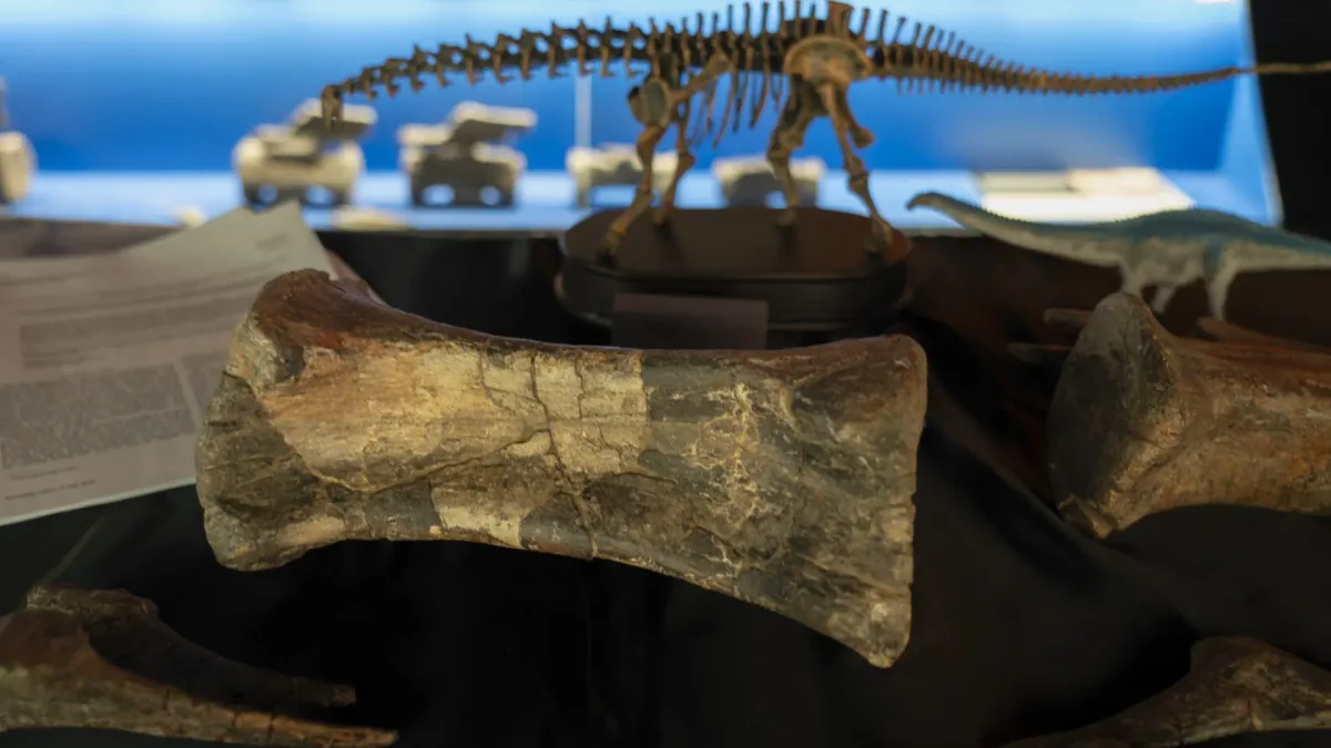 El diplodocus de Teruel revoluciona el Jurásico