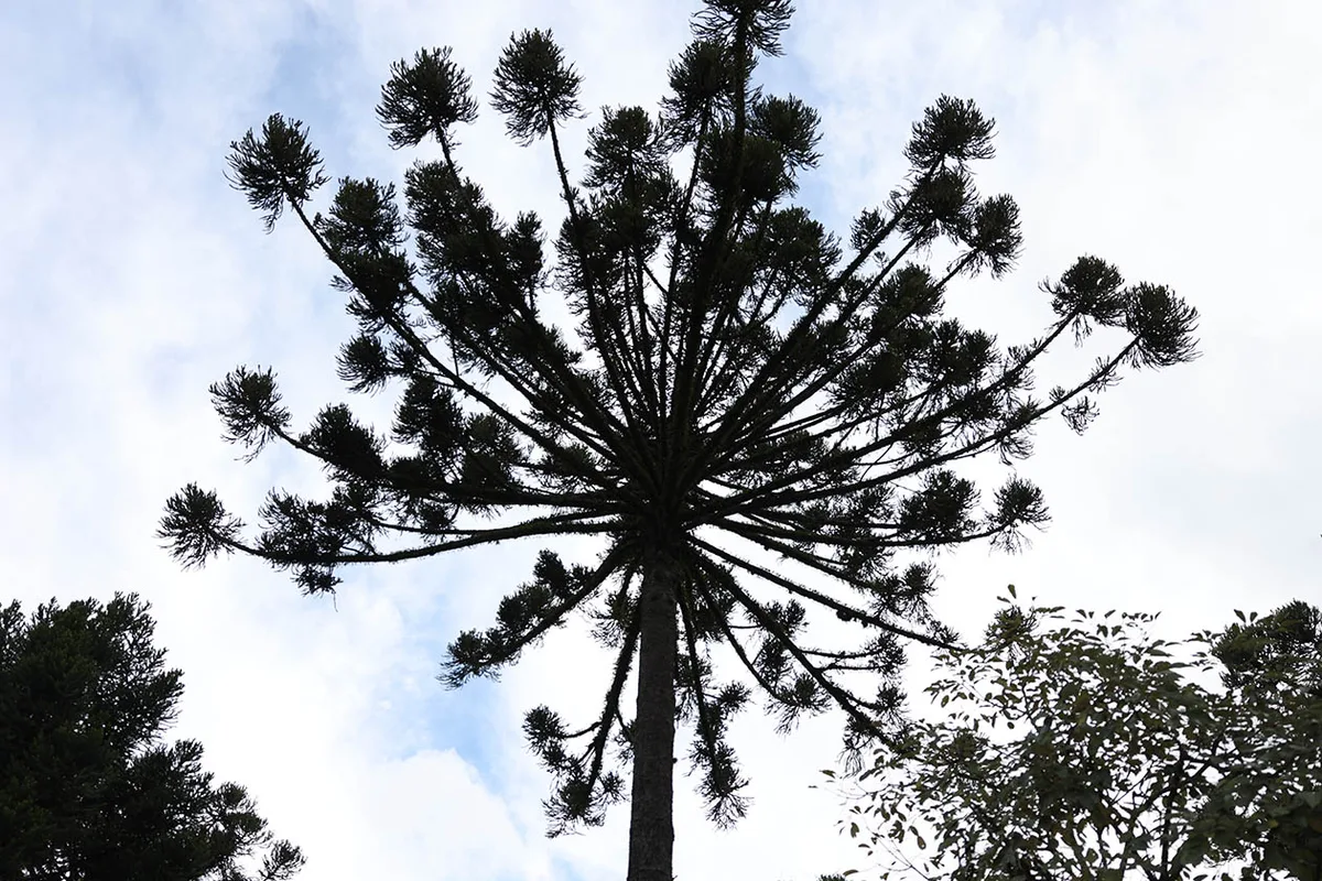 Saiba como resíduos de camarão e caranguejos podem salvar a araucária, árvore símbolo do Paraná
