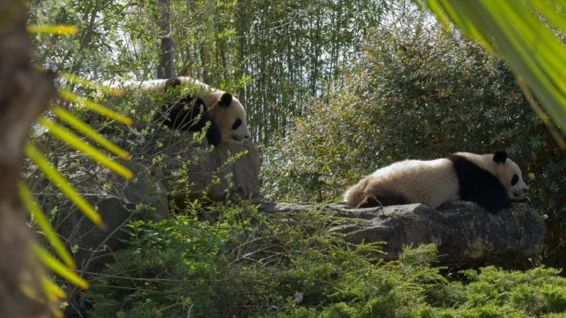 "C'est une page qui se referme": les deux derniers pandas hébergés en France partiront en Chine le 17 décembre