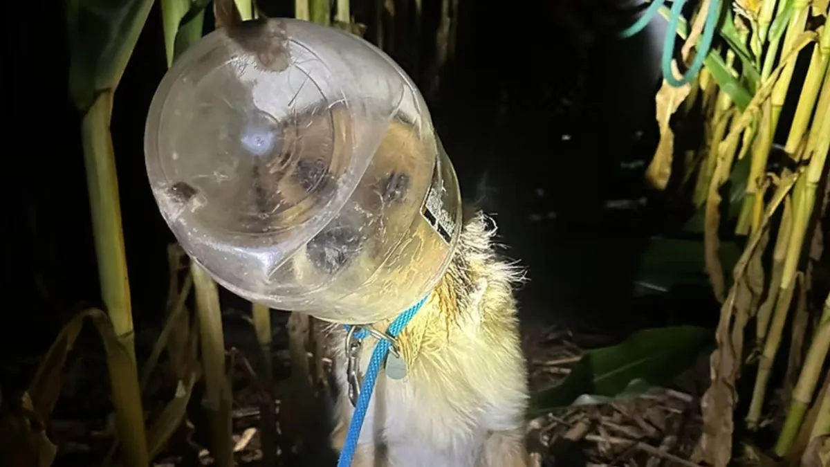 Abandonada com um pote preso à cabeça, cadela vagou por 2 dias sem conseguir comer ou beber até ser encontrada às 3h em um milharal, mas hoje ela finalmente ganha uma família para chamar de sua