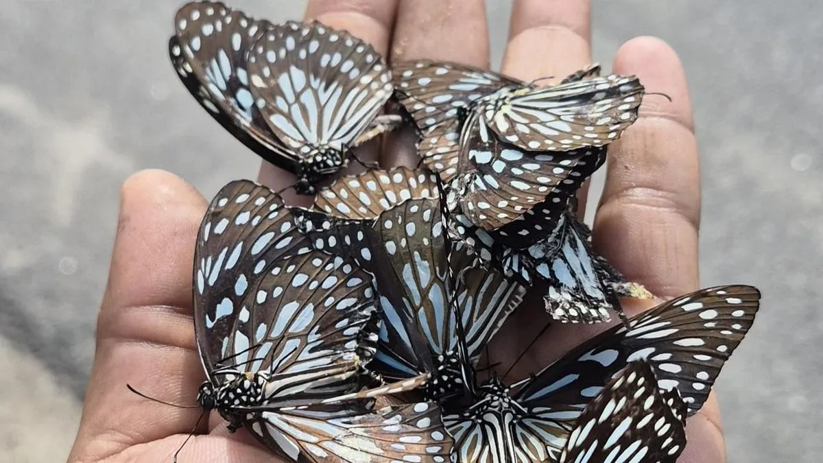 West zone districts witness large-scale movement of butterflies; roadkill ends migration of hundreds midway
