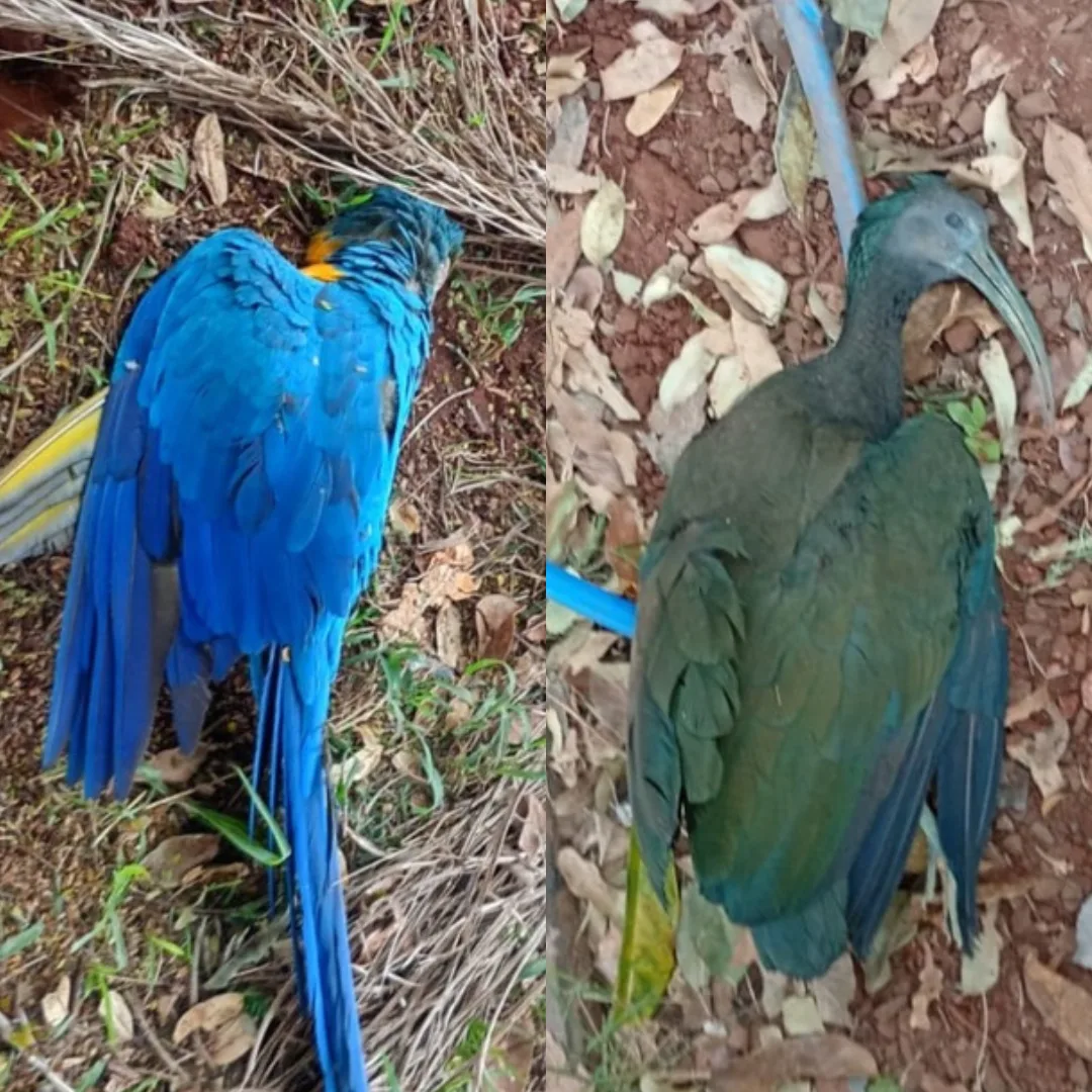 Aves morrem em sequência e moradores suspeitam de tiros de chumbinho