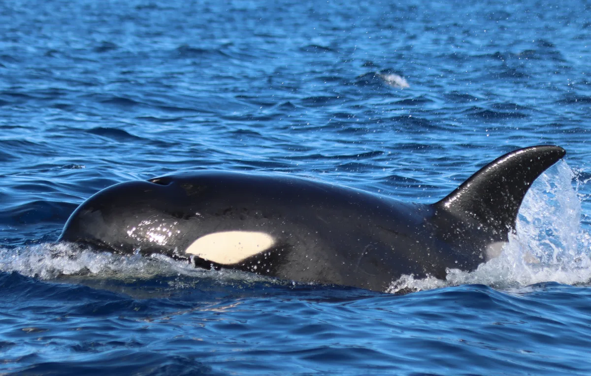 Un grupo de orcas causa daños a un velero tras una regata en la ría de Pontevedra